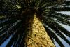 KB336Palme.jpg
